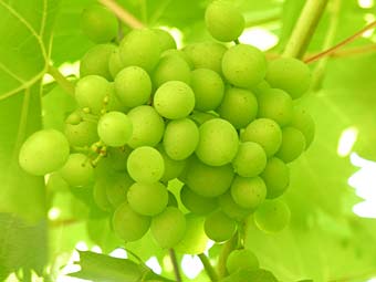 20070111183304-uvas9484.jpg