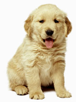 20070321215629-20060226102210-perrito.jpg